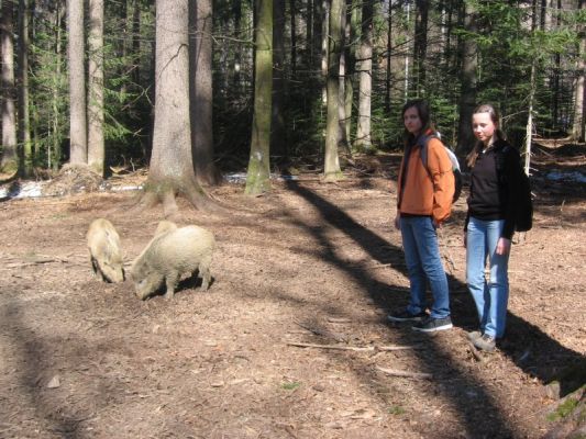 Klikněte pro zobrazení původního (velkého) obrázku