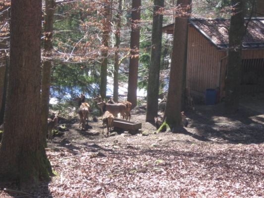 Klikněte pro zobrazení původního (velkého) obrázku