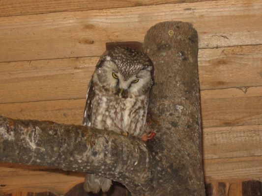 Klikněte pro zobrazení původního (velkého) obrázku