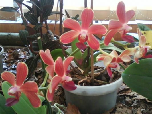 Klikněte pro zobrazení původního (velkého) obrázku