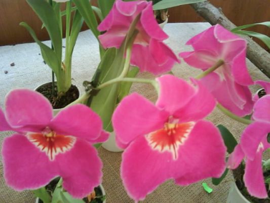 Klikněte pro zobrazení původního (velkého) obrázku