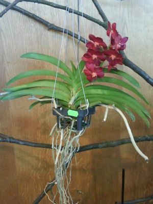 Klikněte pro zobrazení původního (velkého) obrázku