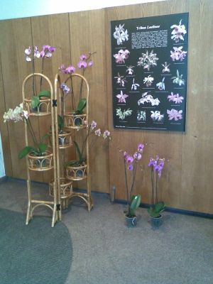 Klikněte pro zobrazení původního (velkého) obrázku