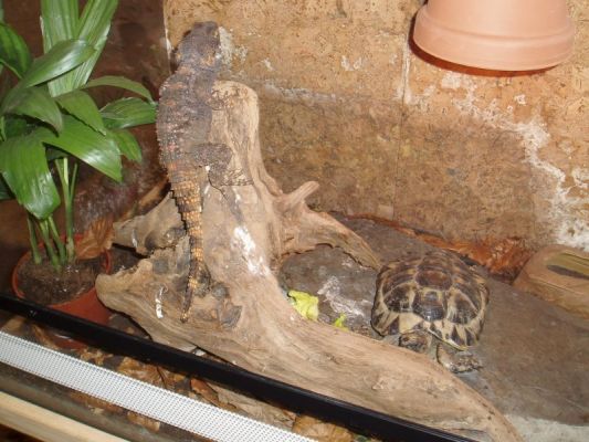 Klikněte pro zobrazení původního (velkého) obrázku