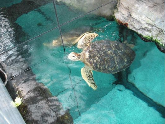 Klikněte pro zobrazení původního (velkého) obrázku