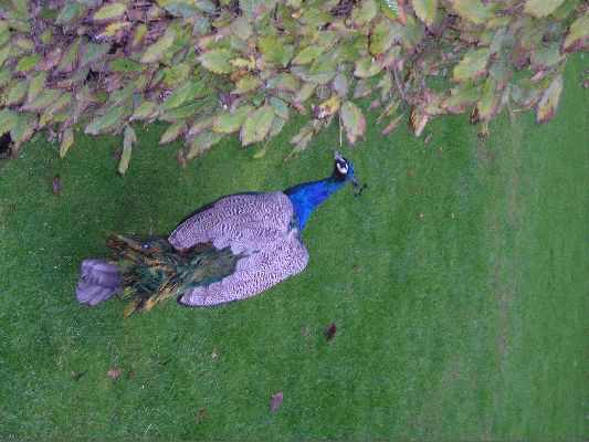 Klikněte pro zobrazení původního (velkého) obrázku